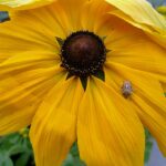 Sonnenblume