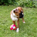 Boxer Hundewelpen
