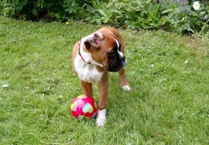 Boxer Hundewelpen Bilder