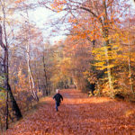 Herbst Reinbek