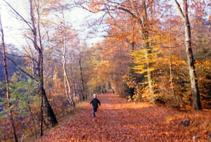 Herbst Wald Reinbek 1977
