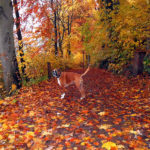 Herbstwald