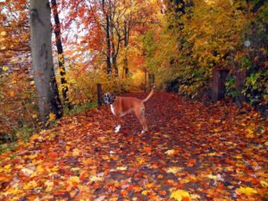Herbstwald Herbst Bilder