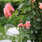 Rosen Garten