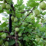 Stachelbeeren