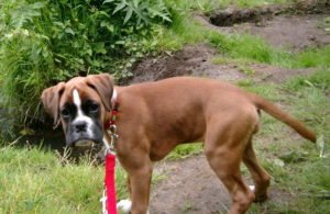 Boxer Hundewelpen Hundebilder lustige Bilder