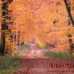 hintergrundbild herbst