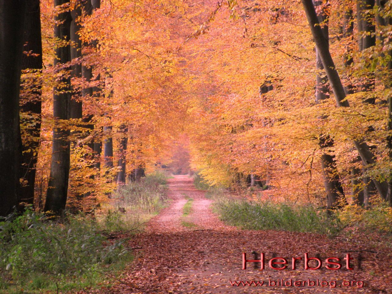 Hintergrundbild Herbst – Wallpaper