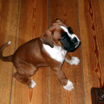 hundewelpen boxer
