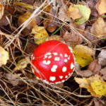 Herbst Fliegenpilz