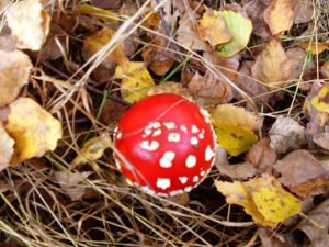 Herbst Fliegenpilz