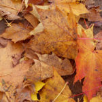 Herbst Hintergrundbild