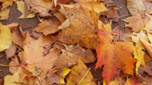 Herbst Hintergrundbild autumn leaves Wallpaper