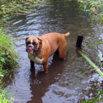Hunde Bilder Sommer