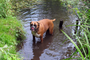 Hunde Bilder Sommer