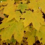 Herbstanfang der Herbst ist da