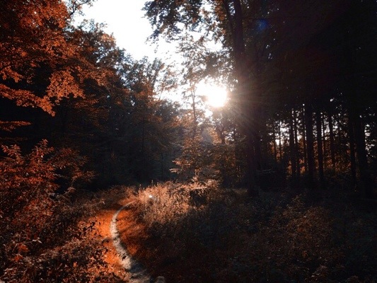 Herbstwald Herbstbilder