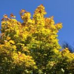 Herbstblätter Ahorn Herbstbilder