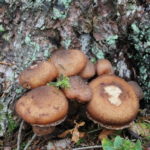 Hallimasch Pilze