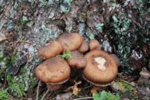 Hallimasch Pilze im Wald