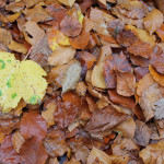 Herbstblätter Herbstlaub