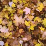Herbstlaub Herbst Bilder