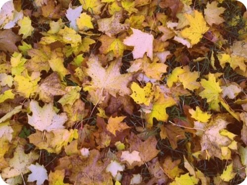 Herbstlaub Herbst Bilder