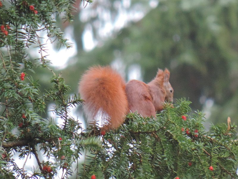 Eichhörnchen Sciurus vulgaris