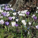 Frühling Blumen Krokusse