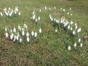 Schneeglöckchen und Märzbecher im Frühling