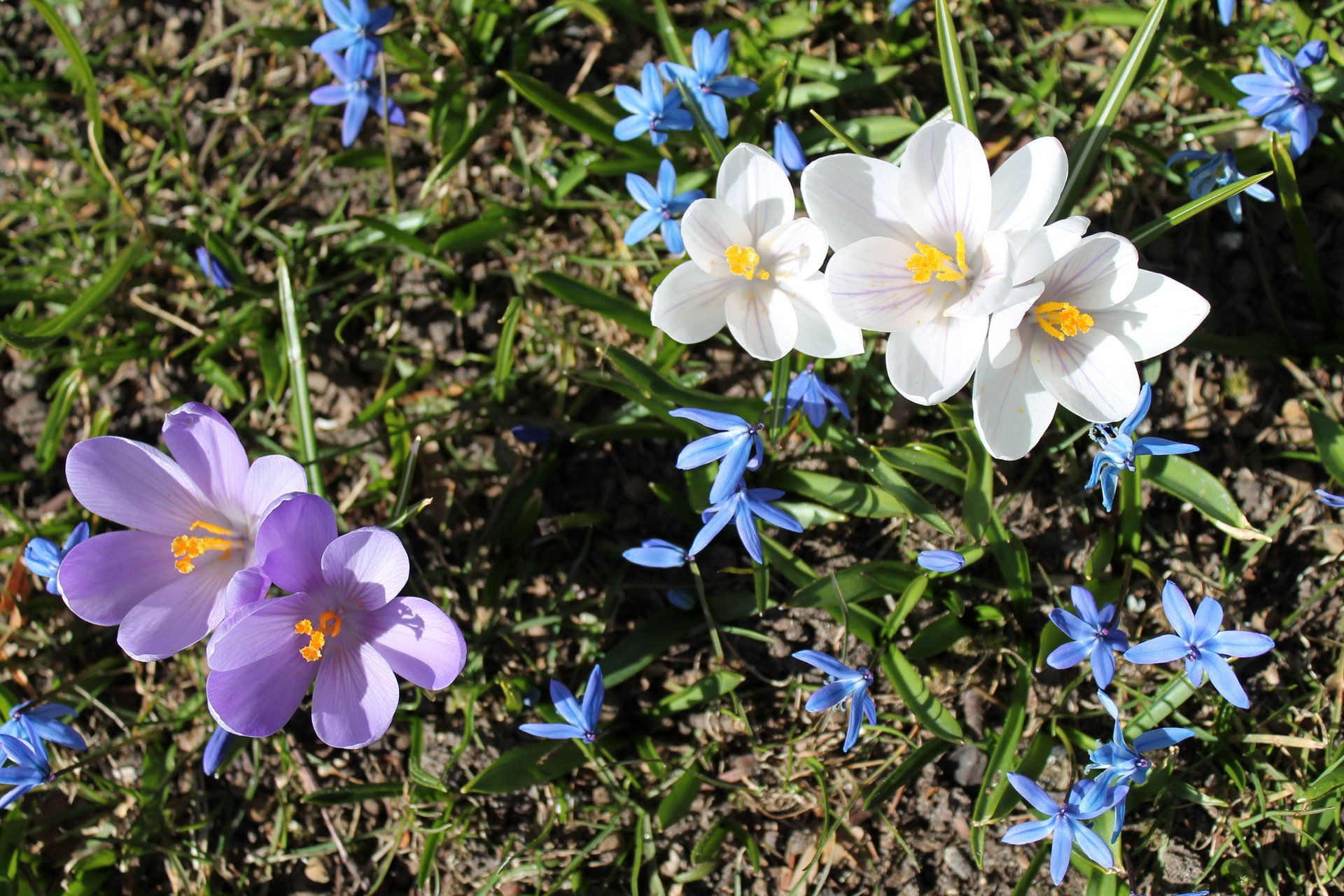 Frühling Blumen Hintergrundbild