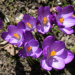 Frühlingsblumen