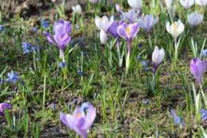 Frühling Blumen Scilla und Krokusse