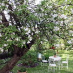 Apfelblüte
