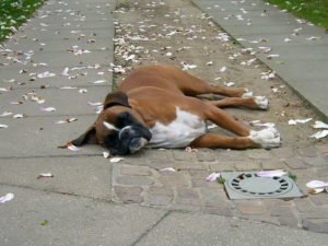 Boxer Hund schläft