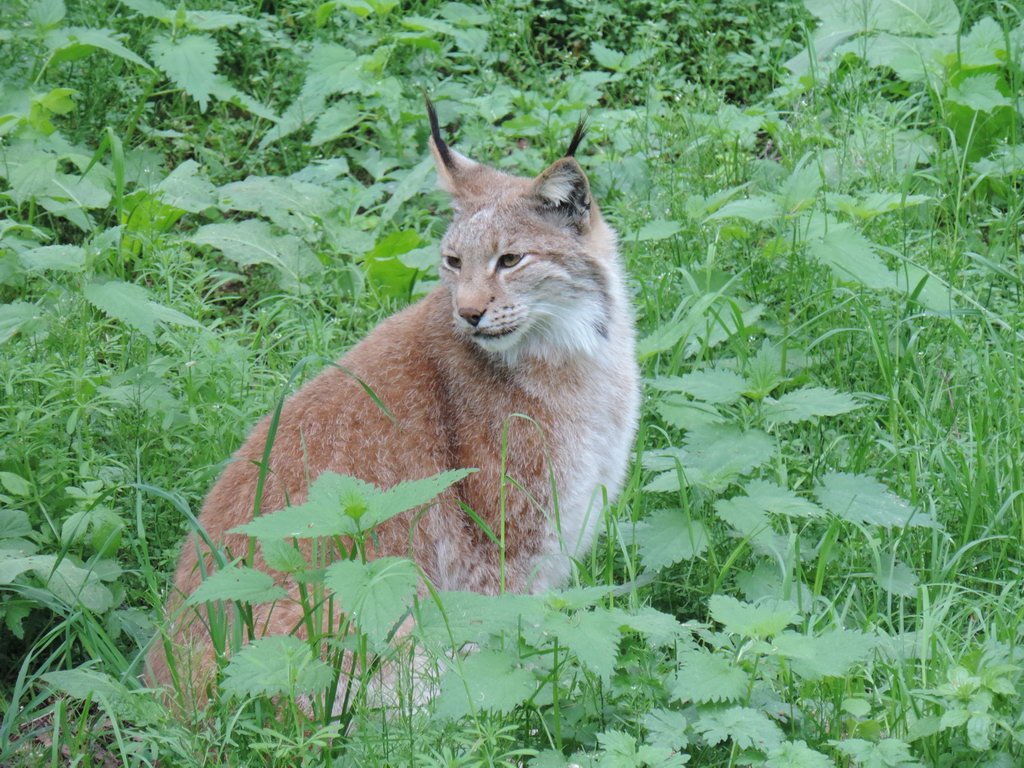 Luchs