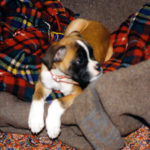 Boxer Welpe