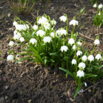 frühlingserwachen