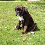 Boxer Welpe