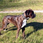 boxer gestromt
