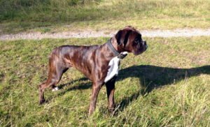 Boxer gestromt – Hunde Bilder