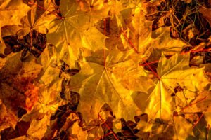 Herbst Bilder