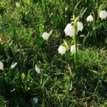 Frühling Blumen