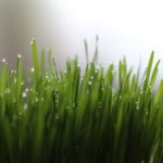 Gerstengras