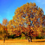 Herbst Wallpaper