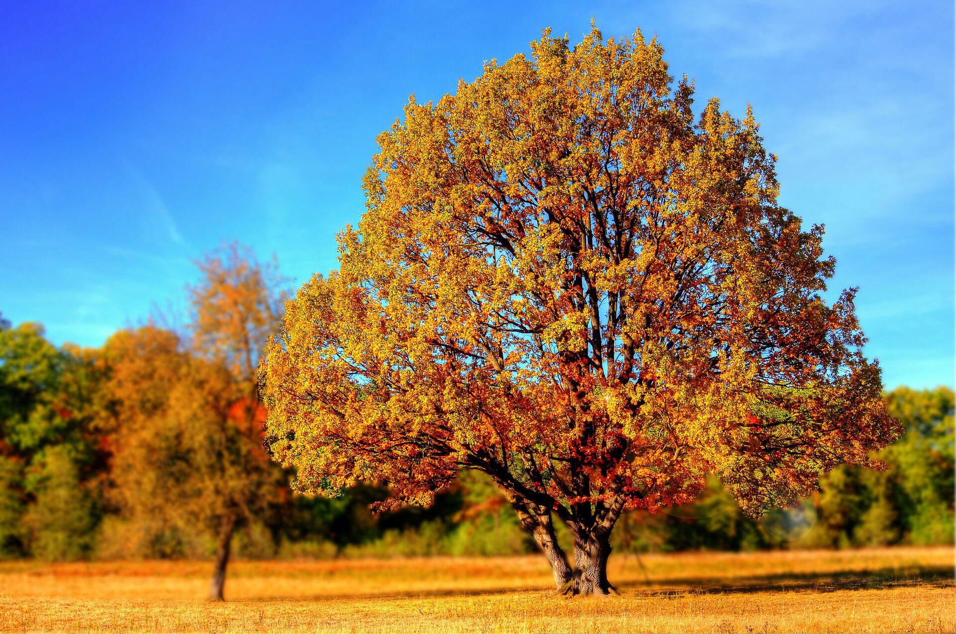 Herbst Wallpaper Herbstbilder Bilder Blog