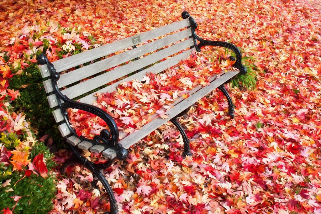 Herbstlaub – Bilder Herbstblätter