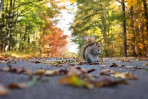 Herbstwald mit Eichhörnchen