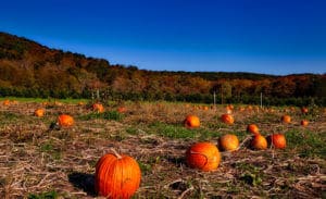 Halloween Kürbis – Herbstbilder