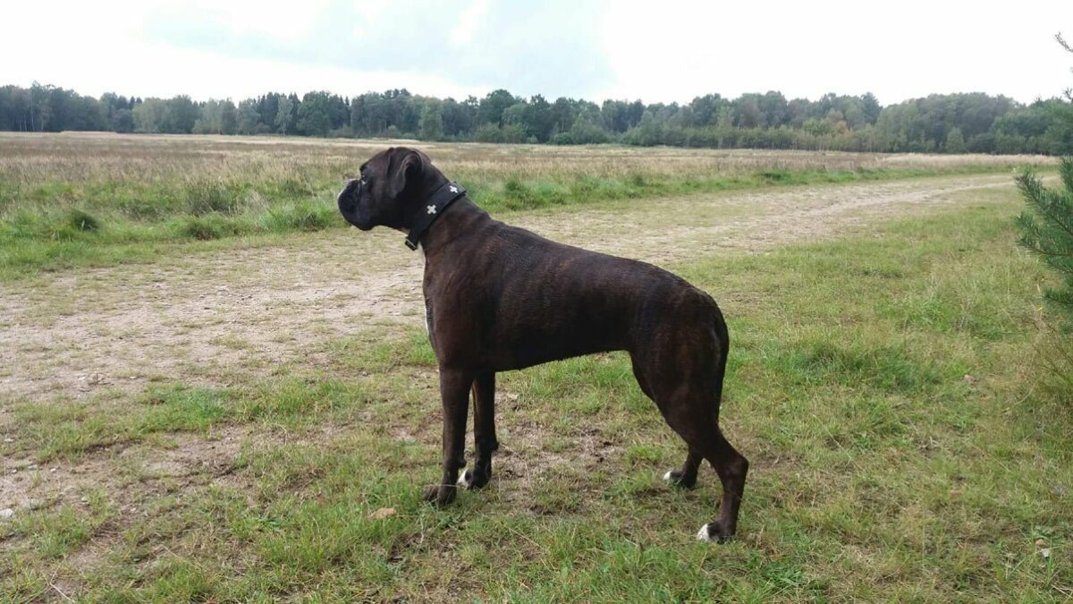 Deutscher Boxer Hund